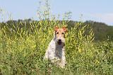 FOX TERRIER 018